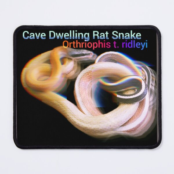 Item preview, Cave Dwelling Rat Snake. O. t. ridleyi designed and sold by StrangeFetish.