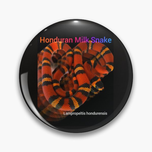 Item preview, Honduran Milk Snake. Lampropeltis hondurensis  designed and sold by StrangeFetish.