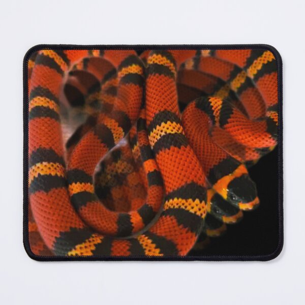 Item preview, Honduran Milk Snake. Lampropeltis hondurensis  designed and sold by StrangeFetish.