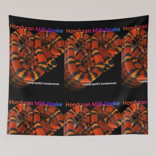 Item preview, Honduran Milk Snake. Lampropeltis hondurensis  designed and sold by StrangeFetish.
