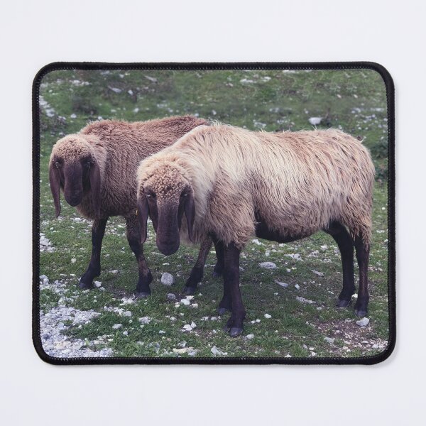 Item preview, Two super sheep meet the Austrian Alps designed and sold by szymontravels.