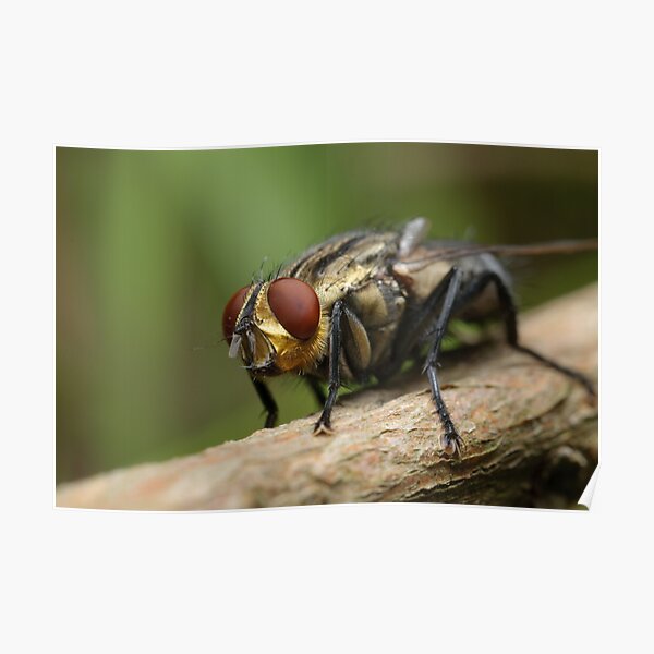 Flesh fly Poster