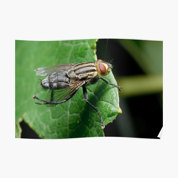 Flesh fly Poster