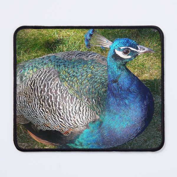 Item preview, Peacock with black background designed and sold by Binas-gallery.