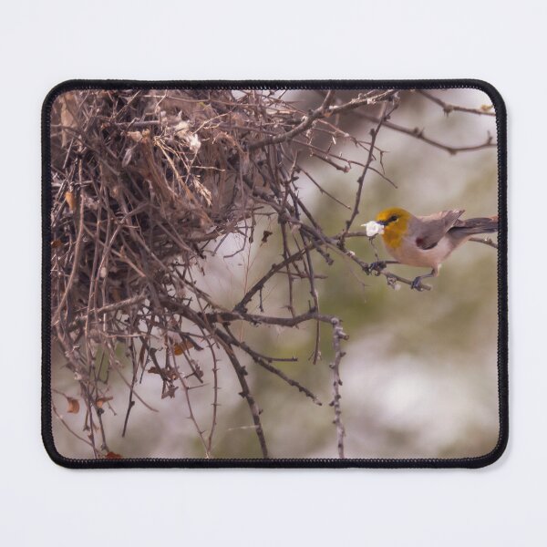 Item preview, Verdin Nest Building designed and sold by Debra Martz.