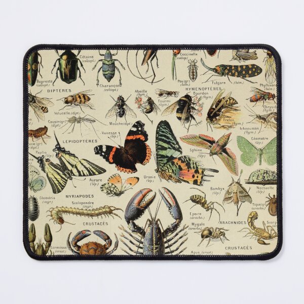 Item preview, Arthropods (1907-1910) - Le Larousse pour tous designed and sold by SALON DES ARTS.