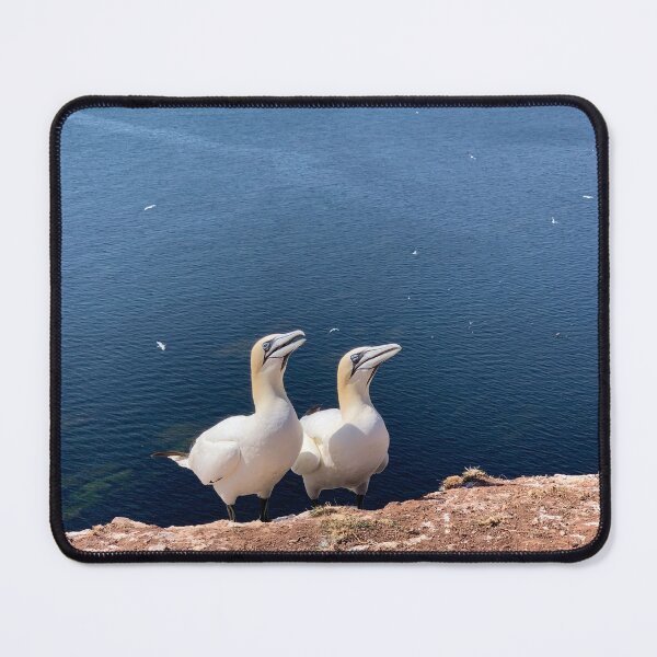 Item preview, Gannets on Helgoland designed and sold by Binas-gallery.