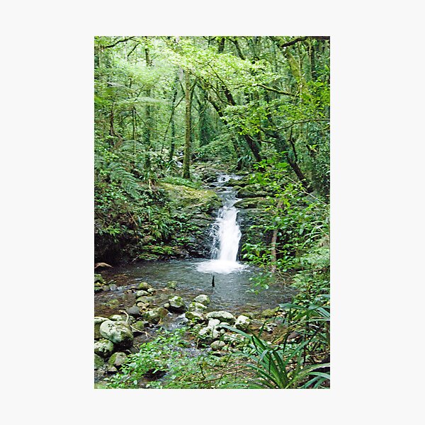 Rainforest Stream, Lamington National Park, Queensland, Australia Photographic Print
