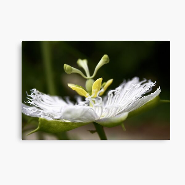 Flower of Passion Canvas Print