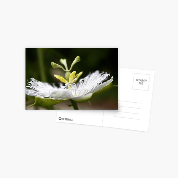 Flower of Passion Postcard