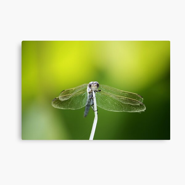 Waiting Canvas Print