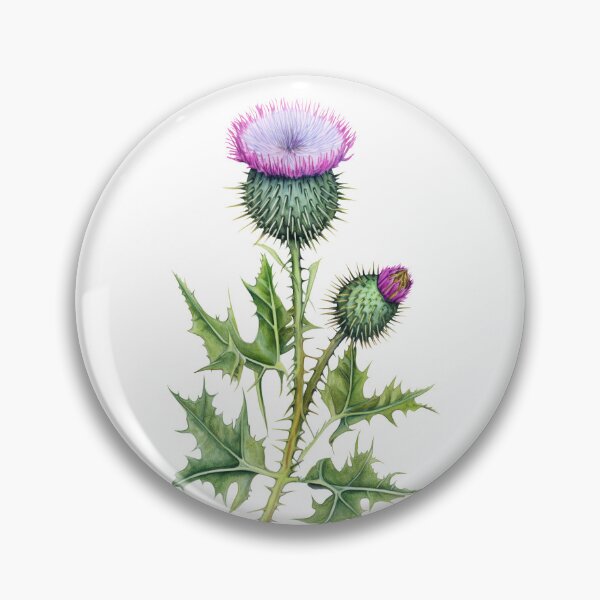Item preview, Scottish thistle flower designed and sold by iclipart.