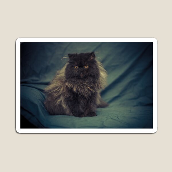 Grey Persian Kitten Magnet