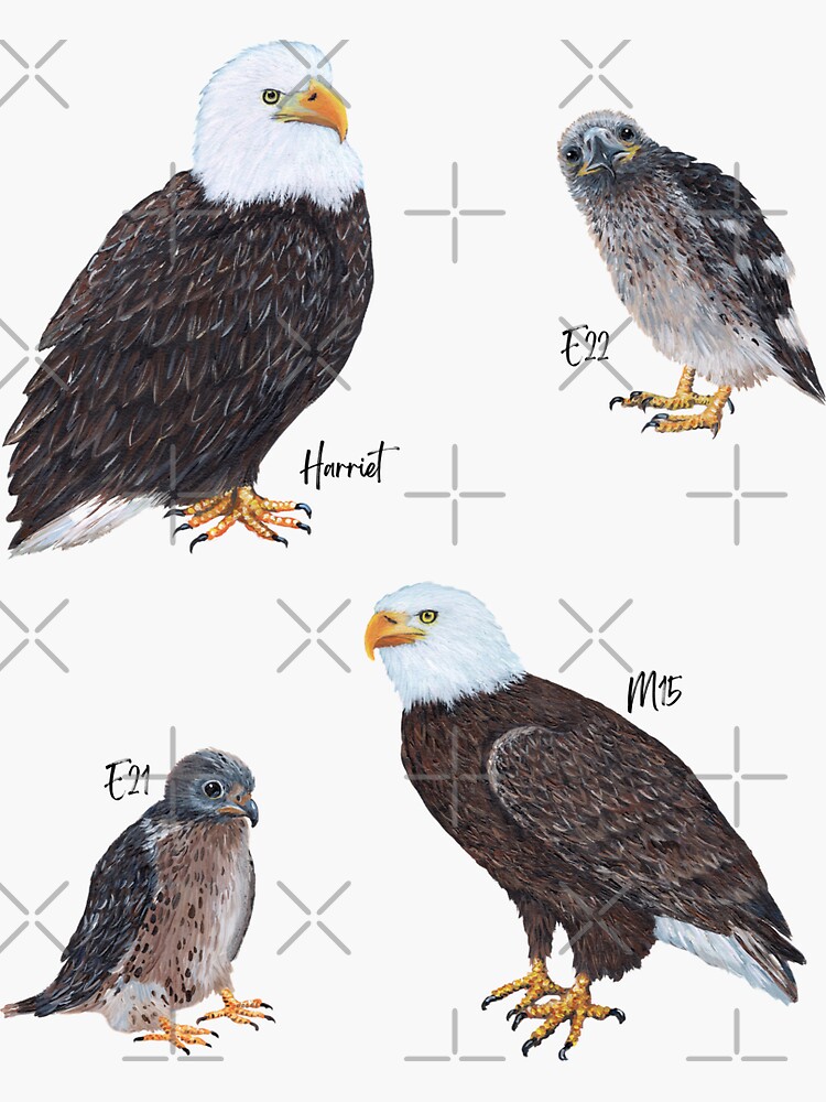 SWFL Bald Eagle Family Art Sticker for Sale by Tiffany Roy