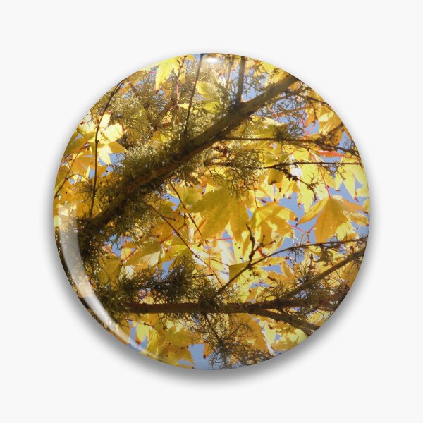 Item preview, Late Summer Acer Palmatum Vertical Golden Garden designed and sold by eddiebarronshop.