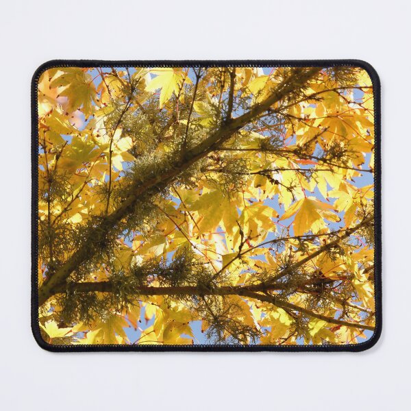 Item preview, Late Summer Acer Palmatum Vertical Golden Garden designed and sold by eddiebarronshop.