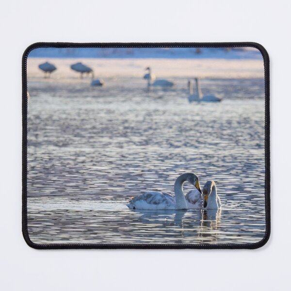 Item preview, Young love. Whooper swan designed and sold by Jouko Lehto Photography.
