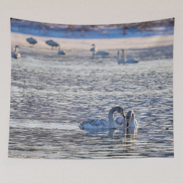 Item preview, Young love. Whooper swan designed and sold by Jouko Lehto Photography.