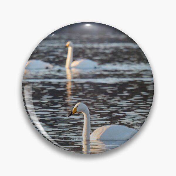 Item preview, 1 plus 3. Whooper swan designed and sold by Jouko Lehto Photography.