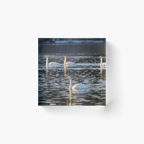 Item preview, 1 plus 3. Whooper swan designed and sold by Jouko Lehto Photography.
