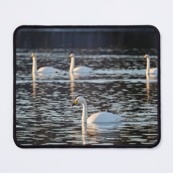Item preview, 1 plus 3. Whooper swan designed and sold by Jouko Lehto Photography.