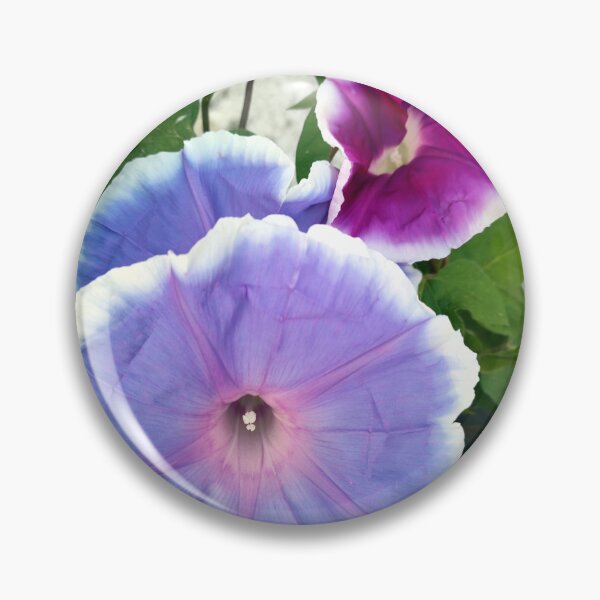 Item preview, morning glory designed and sold by Gourmetkater.