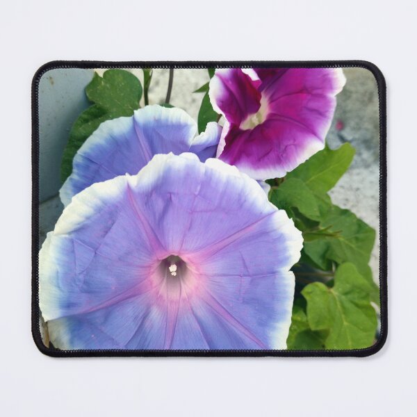 Item preview, morning glory designed and sold by Gourmetkater.