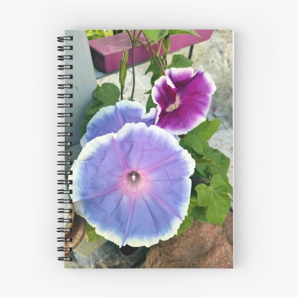 Item preview, morning glory designed and sold by Gourmetkater.