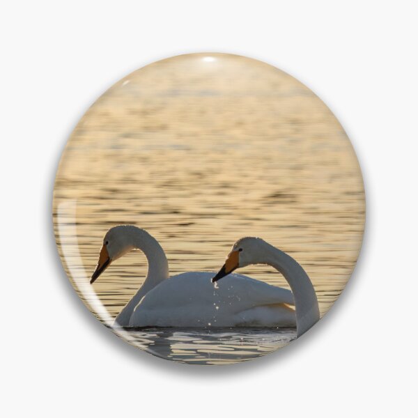 Item preview, Whooper swans in the evening light designed and sold by Jouko Lehto Photography.