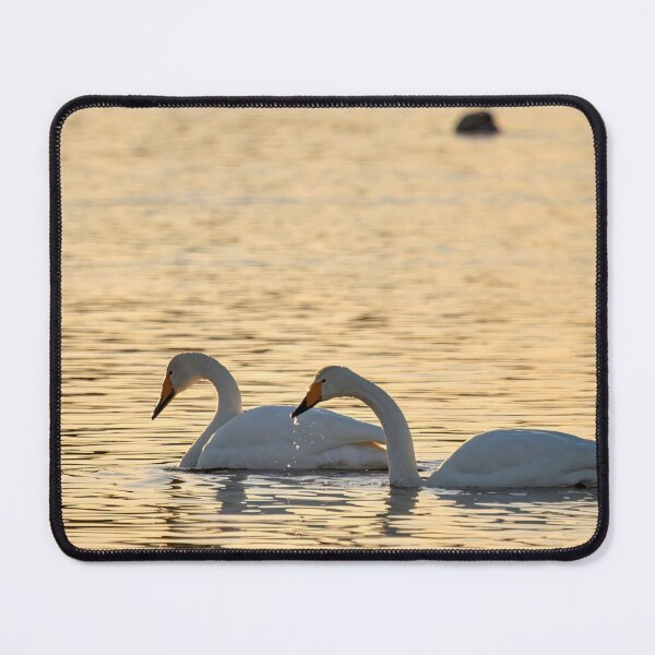 Item preview, Whooper swans in the evening light designed and sold by Jouko Lehto Photography.
