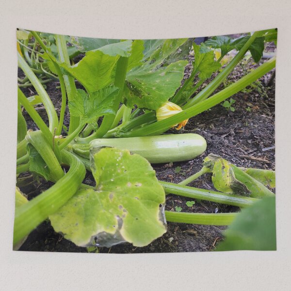 Item preview, zucchini designed and sold by Gourmetkater.