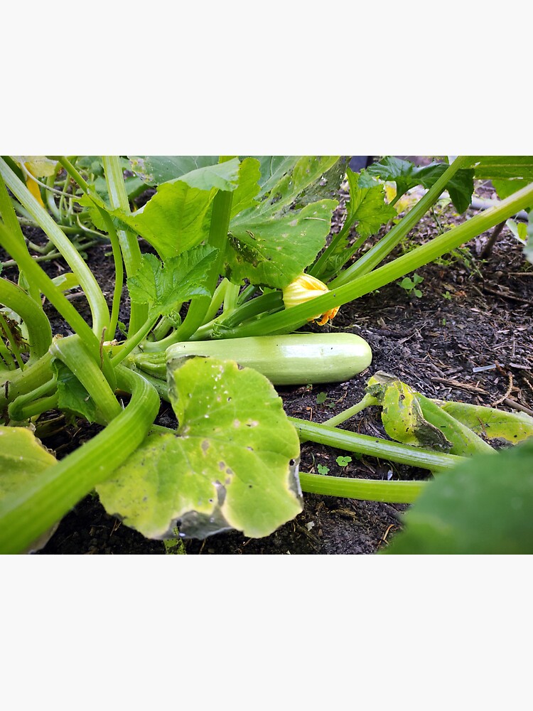Thumbnail 3 von 3, Sticker, Zucchini designt und verkauft von Gourmetkater.