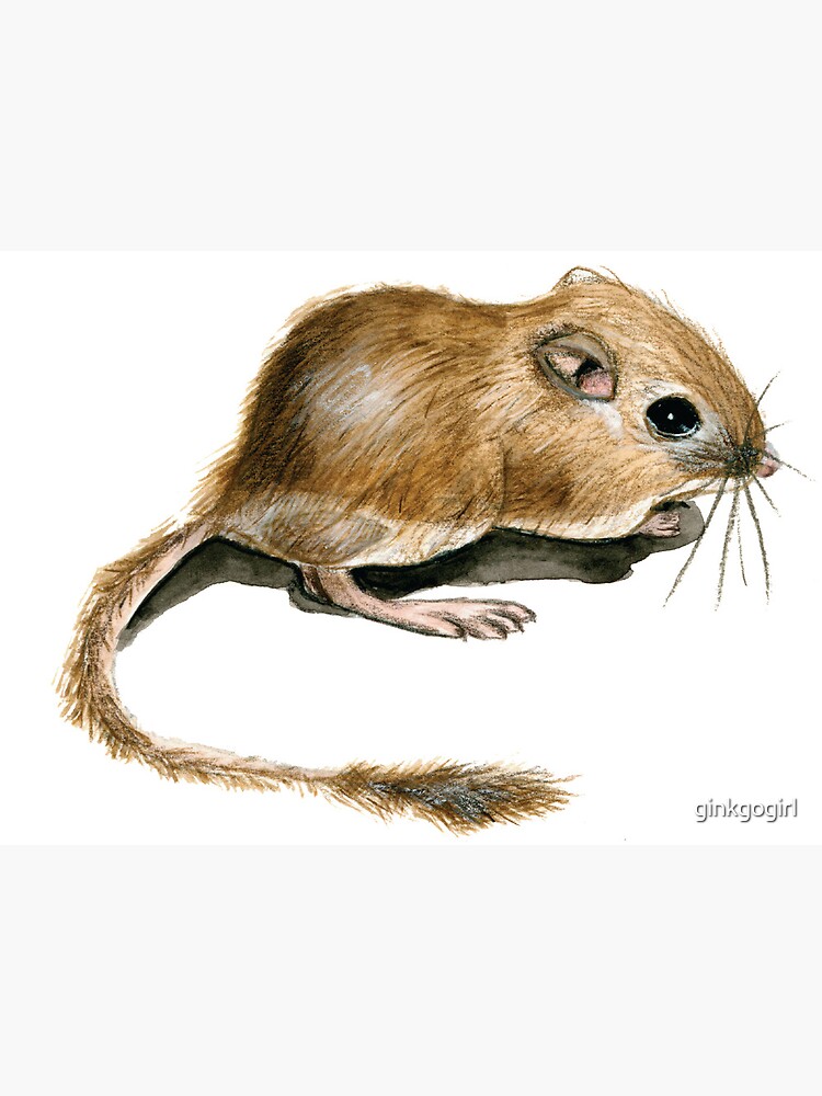 An Encounter with the Giant Kangaroo Rat