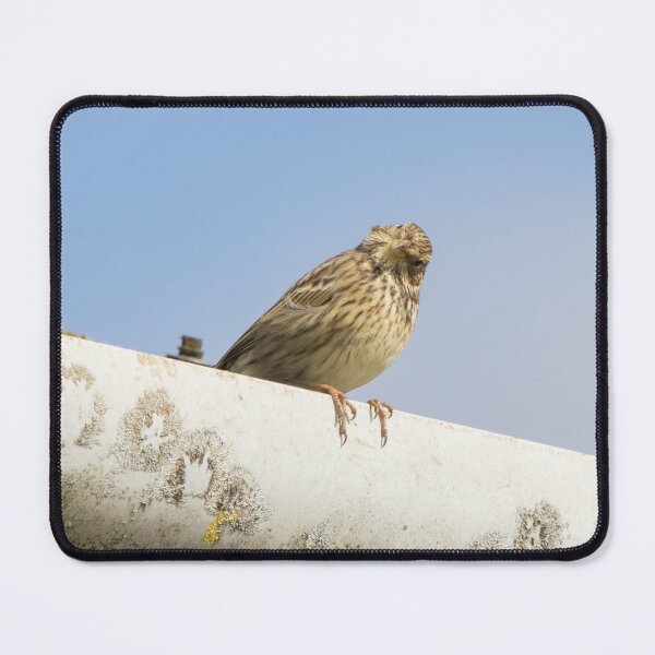 Item preview, Corn Bunting designed and sold by LaurenTucker.