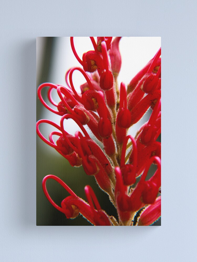 Alternate view of Grevillea Canvas Print