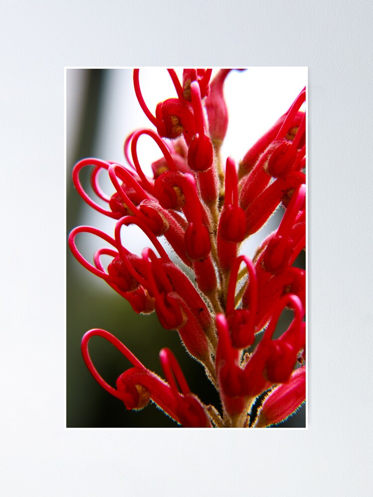 Alternate view of Grevillea Poster