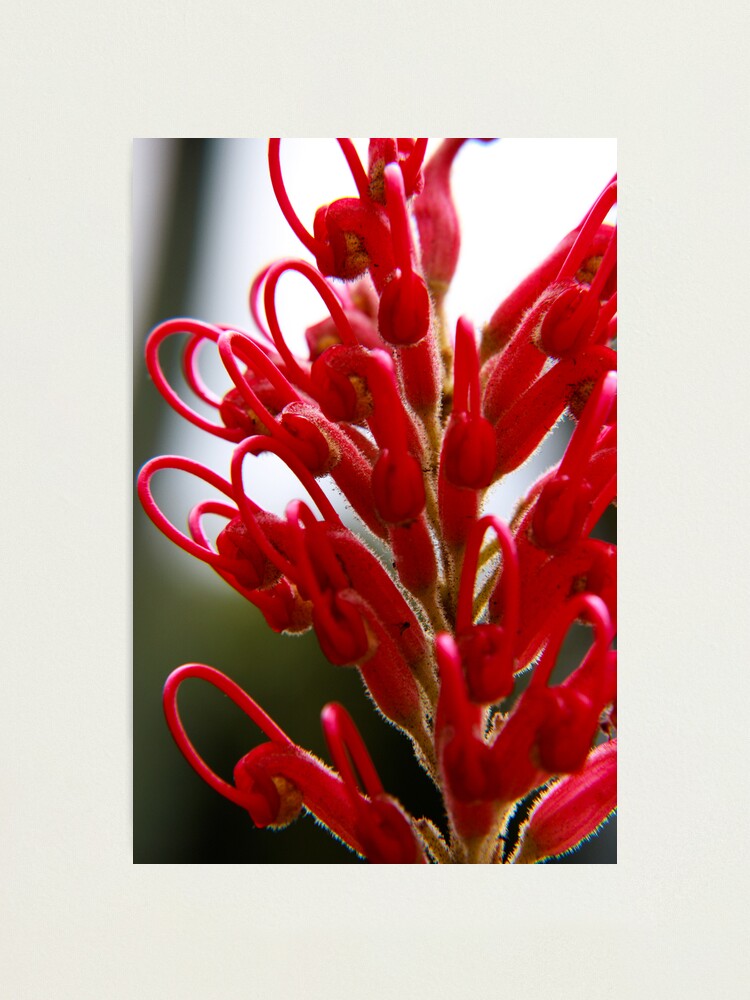 Alternate view of Grevillea Photographic Print