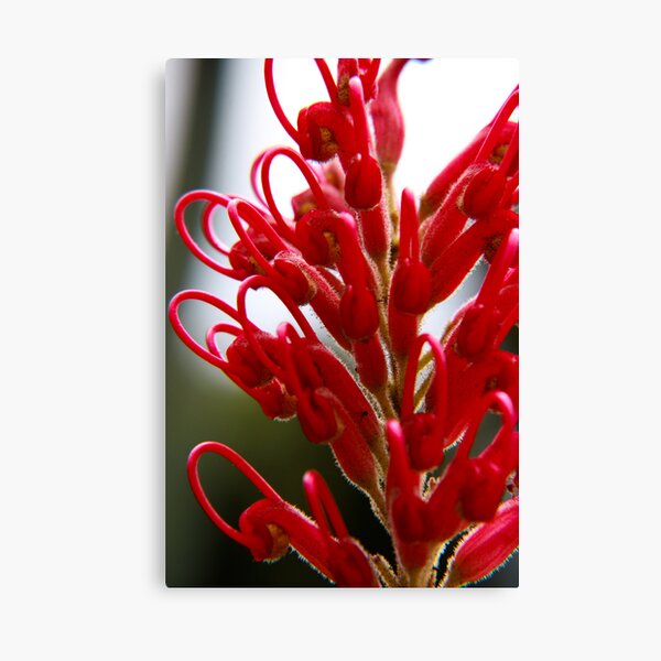 Grevillea Canvas Print