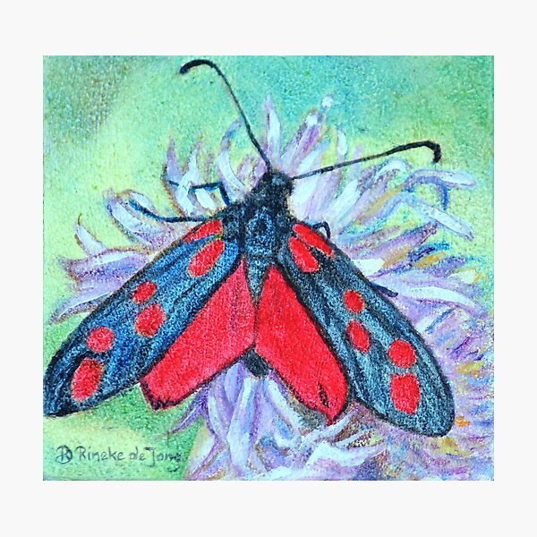 Zygaena filipendulae Photographic Print