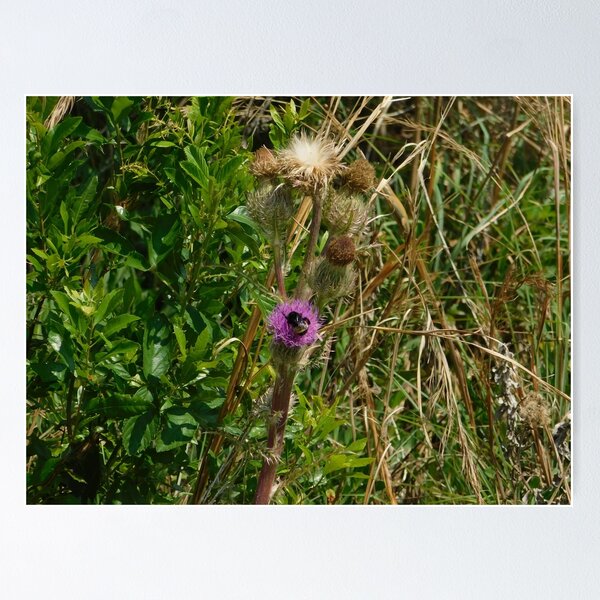 Thistle Bee Perfect Poster