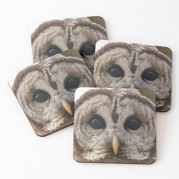 Item preview, Barred Owl designed and sold by Zoo and Nature Photography by Karie.