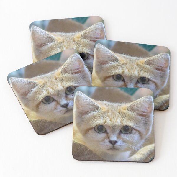 Item preview, Sand Cat at the National Zoo designed and sold by Zoo and Nature Photography by Karie.