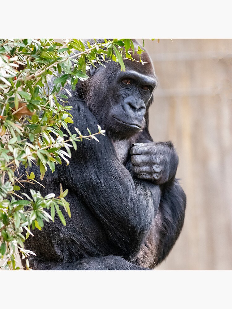 Gorilla Coasters, Coaster, Gorilla Gifts