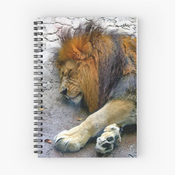 Item preview, Lion Sleeping designed and sold by QuackerSnaps.