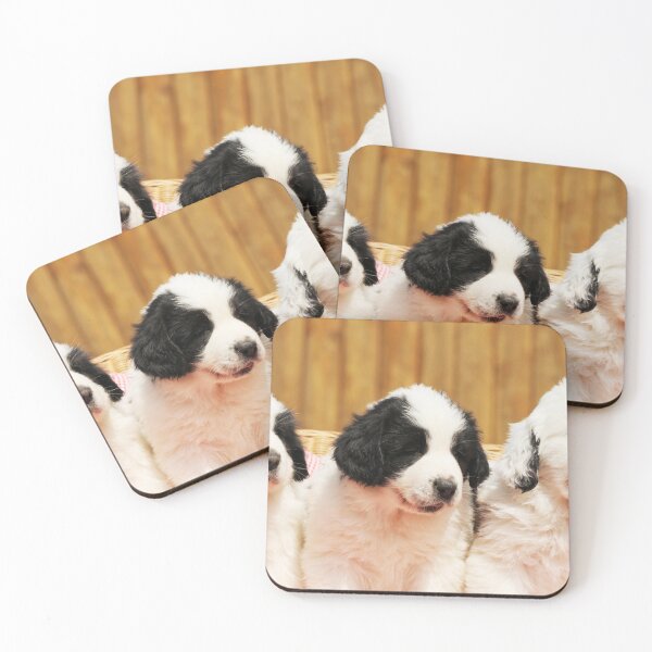 Item preview, Three sitting Mastín del Pirineo puppies designed and sold by Schubbels-Tiere.