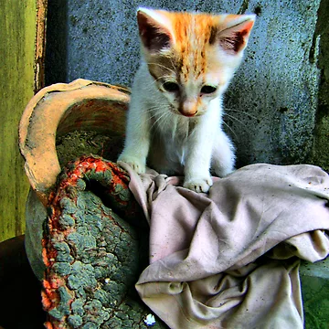 Imagen de la obra Sad kitty de " RiSH "