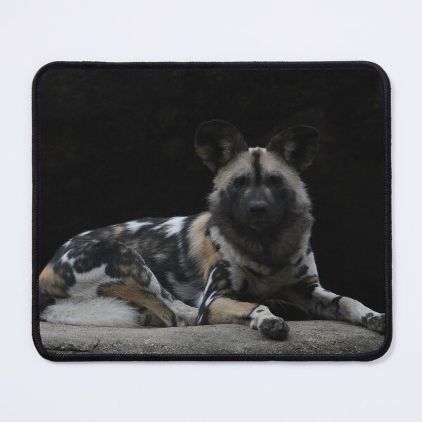 Item preview, African Painted Dog Stare Down designed and sold by Kim Pruim.