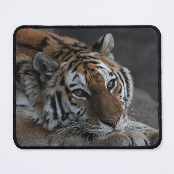 Item preview, A Sweet Tiger Portrait designed and sold by Kim Pruim.