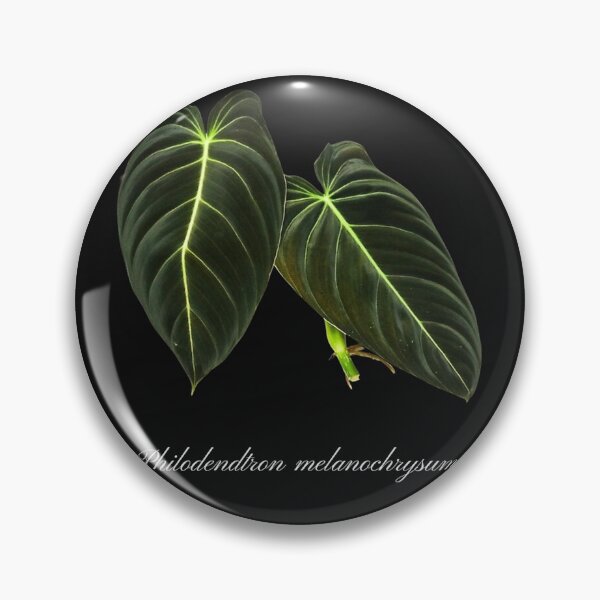 Item preview, Philodendron Melanochrysum - black designed and sold by stevelangenfeld.