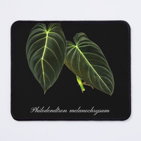 Item preview, Philodendron Melanochrysum - black designed and sold by stevelangenfeld.